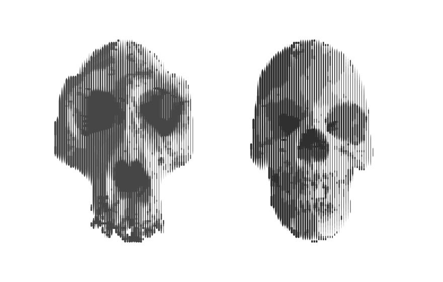 Illustration de crânes de singe et d'homme
